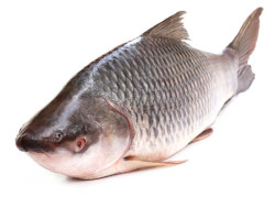 রুই মাছ